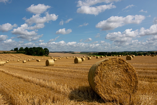typical french landscape in the department of Seine-et-marne with large rolls of hay on a dry field
