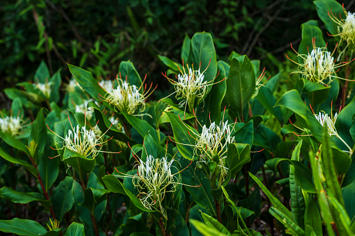 Blooming Hedychium ellipticum Hamm ex Sm. (Zingiberaceae) or Ginger Lily flowers in tropical forest.