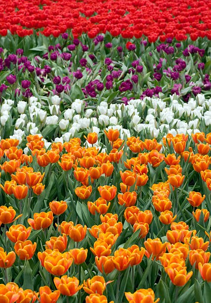 Coloridos tulipanes - foto de stock