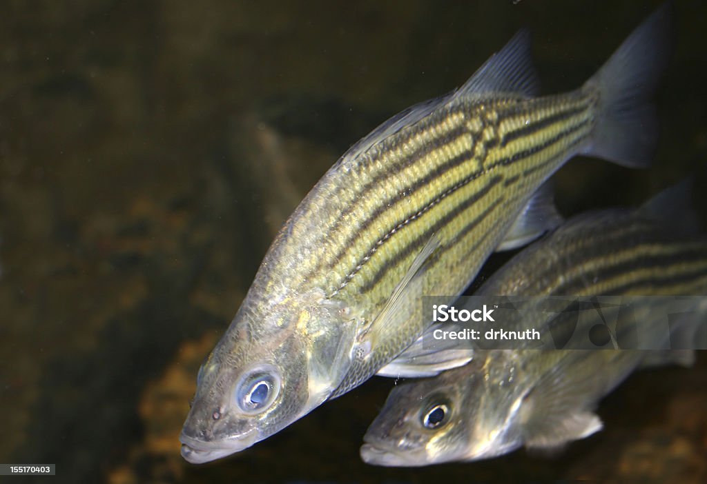 Yellow Bass (Morone mississippiensis) with space for text Yellow Bass in water with space for text Animal Stock Photo