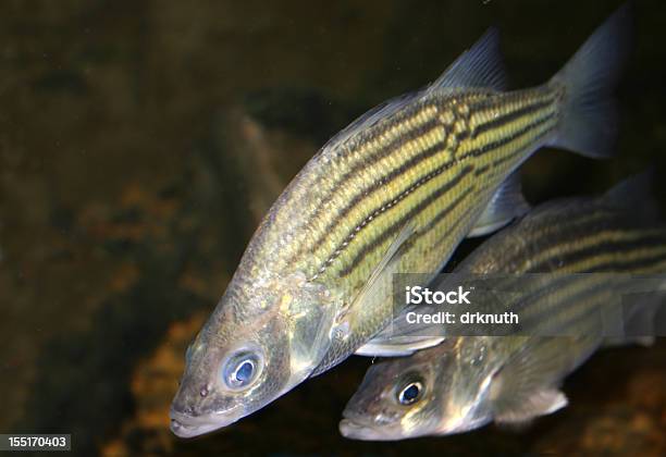 Yellow Bass With Space For Text Stock Photo - Download Image Now