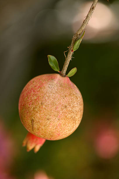 promegranate frutas - fressness fotografías e imágenes de stock