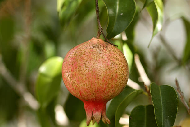 promegranate frutas - fressness fotografías e imágenes de stock