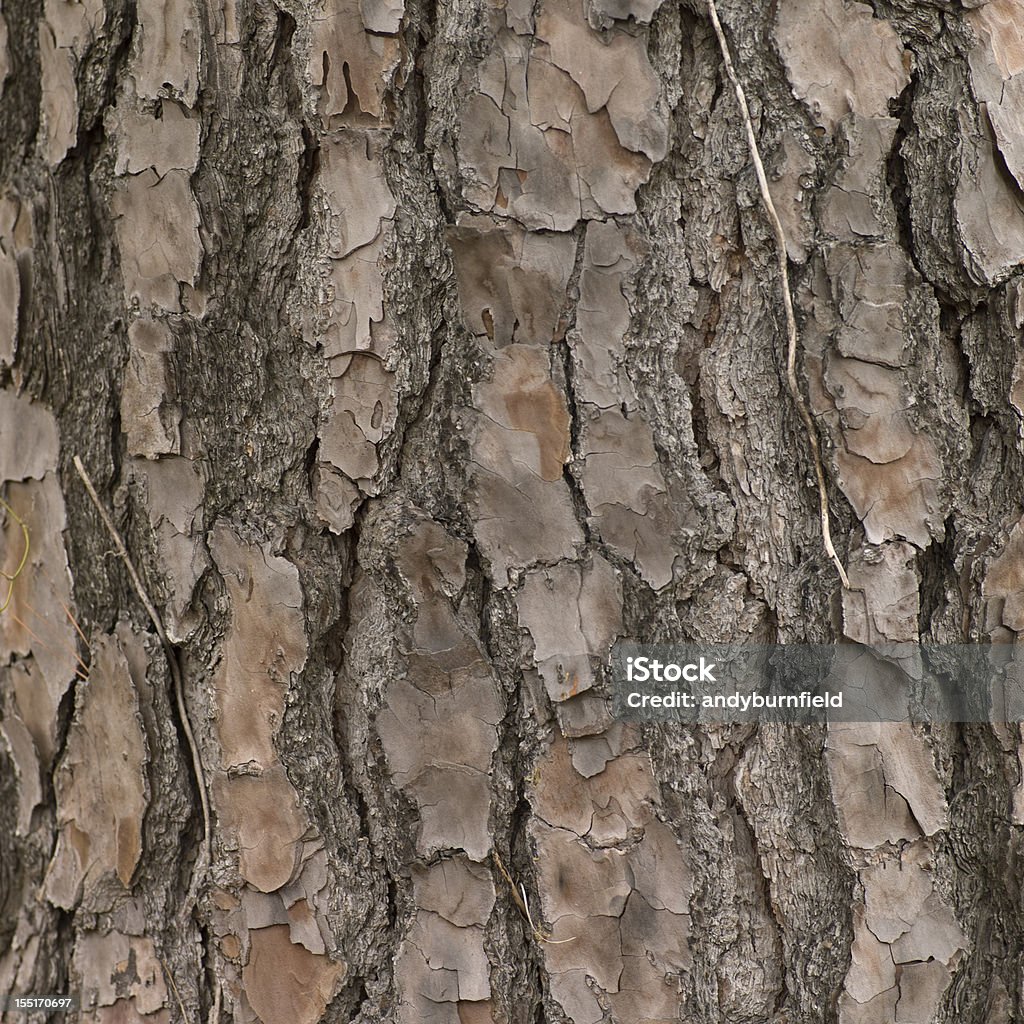 Corteccia di pino - Foto stock royalty-free di Albero