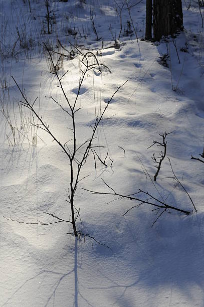 Tree stock photo