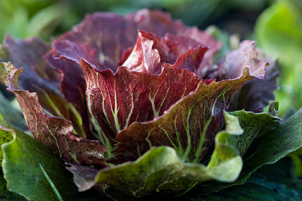 Organic Red Leaf Lettuce stock photo