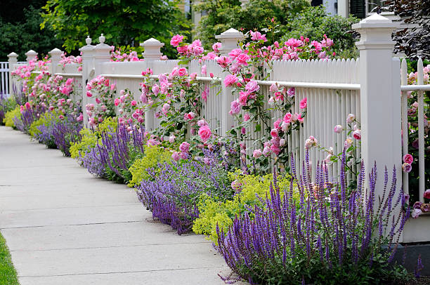 클라이밍 장미, 인명별 울타리 - ornamental garden multi colored white pink 뉴스 사진 이미지