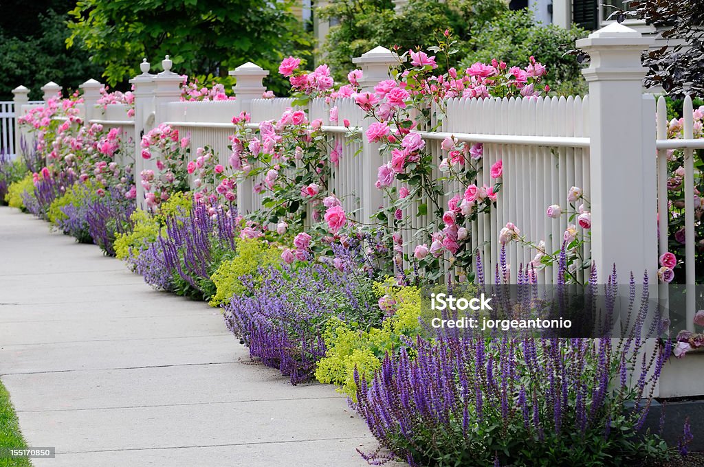 Climbing Roses, White Fence Climbing roses on white fence bordering garden and sidewalk. Also salvia (sage), catmint and lady's mantle in colorful flower bed.   Picket Fence Stock Photo