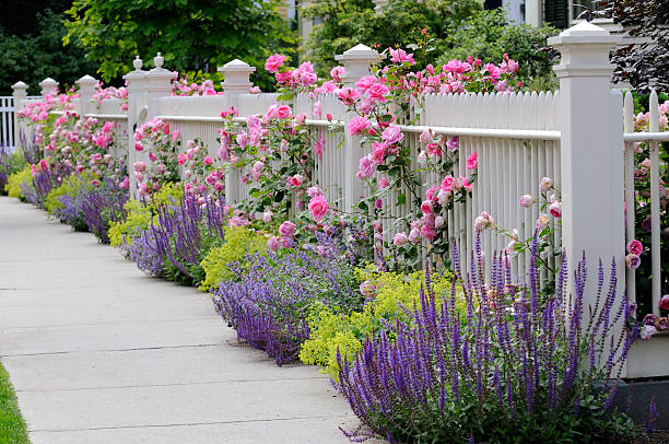 Climbing Roses, White Fence stock photo