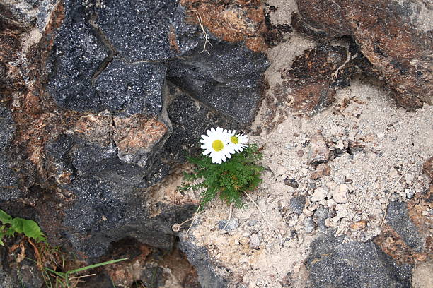 istock Beauty in the Lava Rocks 155171050