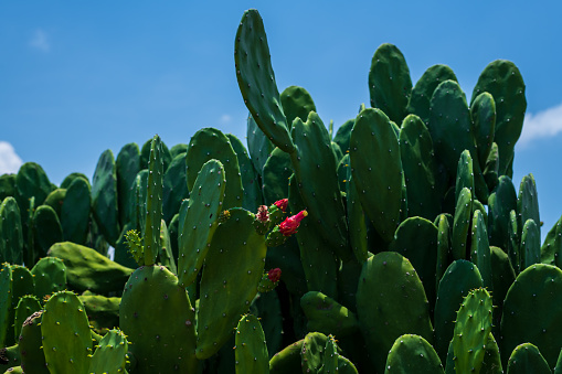 group of textured surface of red and green cactus flower in Aruba island