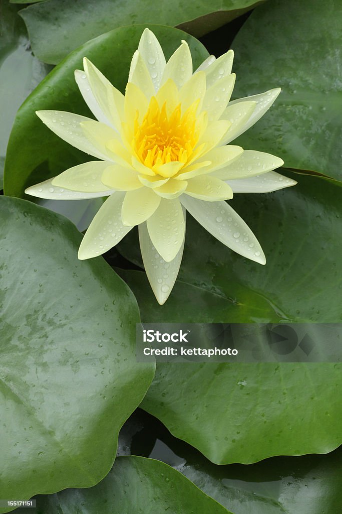 Nuphar polysepalem - Royalty-free Amarelo Foto de stock