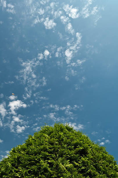 Camisolas de árvore e céu azul - fotografia de stock