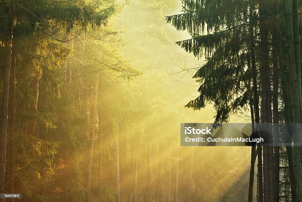 Rays in forest Golden rays between trees Autumn Stock Photo