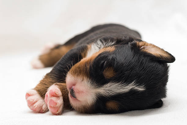 istock Bernese Mountain Dog Puppy 155172192