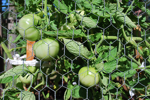 Caged Green Tomatoes A photograph of big boy tomatoes growing in a caged inclosure. tomato cages stock pictures, royalty-free photos & images