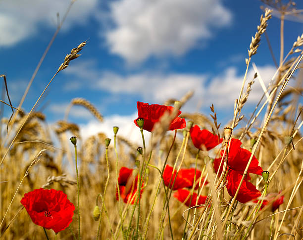 istock Wild poppies in a Wheat field 155172293