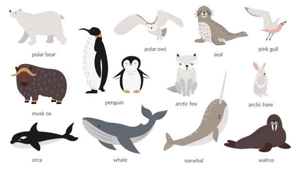 Vector set of polar animals with names. Vector set of polar animals with names. Marine mammals and birds. Whale, narwhal, walrus, polar owl, polar bear, penguins. Vector illustration in flat style. Banner, poster. Isolated objects. arctic fox stock illustrations