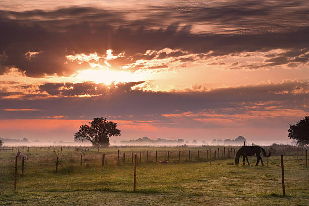 istock horse silhouette on morning pasture 155174011