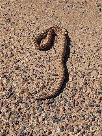 Irrigation day on the Ford Ranch in Rockville Utah July 2023 and a baby snake on road