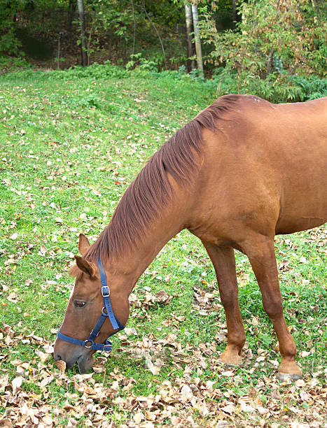 istock Brown adult horse eat grass 155174196