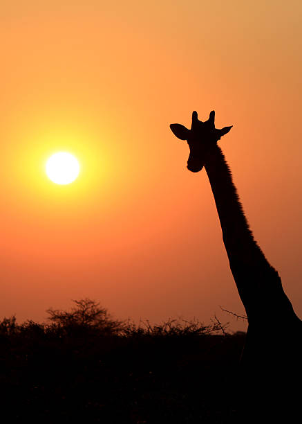 istock Giraffe in Etosha national reserve, at sunset 155174691