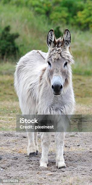 White Esel Stockfoto und mehr Bilder von Esel - Esel, Fotografie, Grau