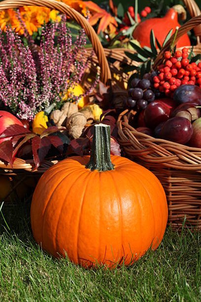 istock Pumpkin in the garden 155175602