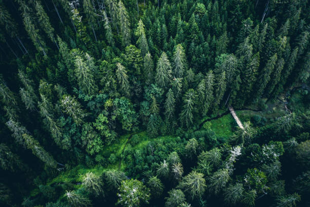 istock Green tops of pine wood 1551758291