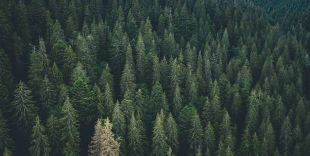 istock Panoramic view of evergreen pine wood 1551758308