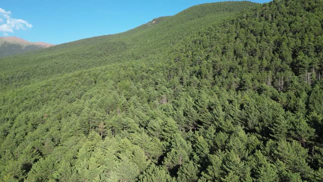 Pine forest of the Pyrenees between Andorra and France