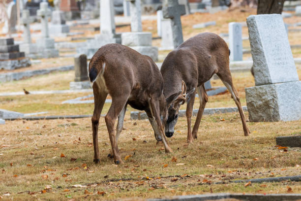 istock Deer and Fawn Relaxing in a Graveyard 1551773847