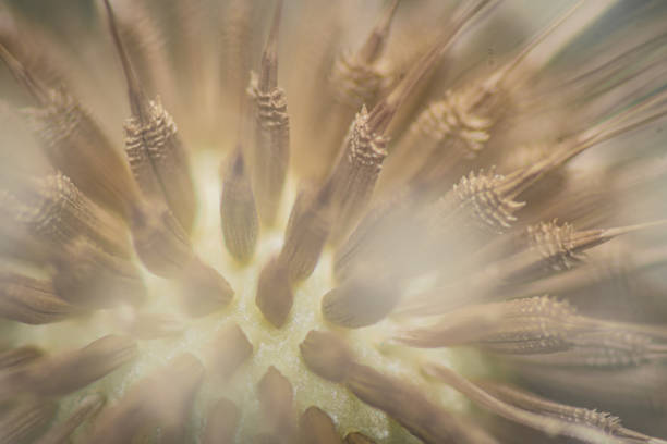 Dandelion seed ball and seed stems close up macro image
