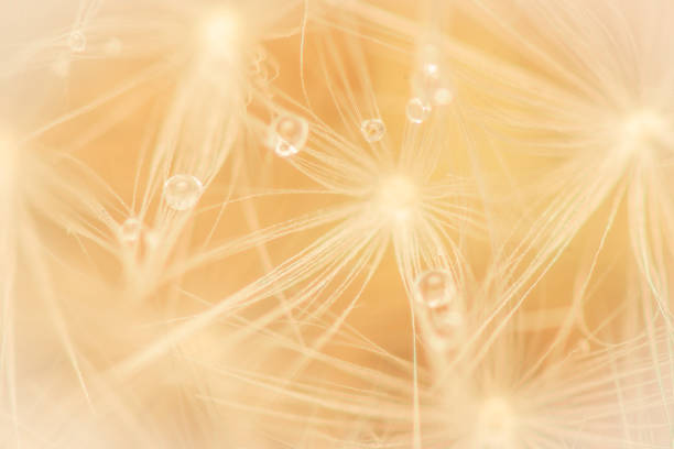 istock Dandelion seeds with water droplets close up macro image 1551775370