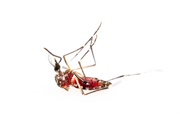 The Aedes mosquito's stomach was filled with red blood after sucking the blood of full, Chikungunya, Mayaro, Yellow fever,mosquitoes lying on their stomachs, isolated on white background stock photo