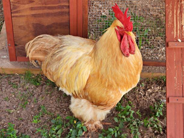 Buff Cochin Bantam rooster (Gallus gallus domesticus) Buff Cochin Bantam rooster was originally from China and formerly known as Cochin-China. gallus gallus domesticus stock pictures, royalty-free photos & images