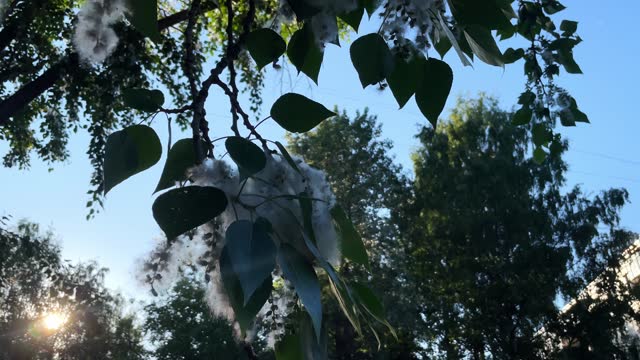 Closeup, poplar branch fluff falling down. Blooming poplar fluff seeds hang from green leaves tree branch. Poplar fluff tree wind swaying in sun light. Spring allergy nature season. White fuzz flying
