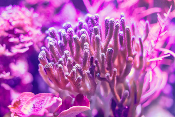 Beautiful coral reefs in aquarium . Underwater awesome nature
