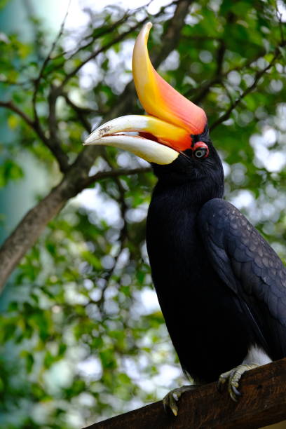 istock close up of hornbill bird at the forest 1551841307