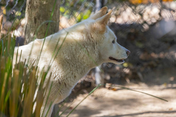 The dingo is an ancient lineage of dog found in Australia. Its taxonomic classification is debated as indicated by the variety of scientific names presently applied in different publications.
