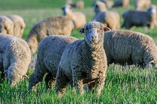 Close-up of domestic sheep (Ovis aries), part of a flock grazing on coastal range foothills.\n\nTaken in the  San Joaquin Valley, California, USA