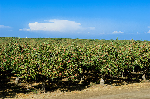 High angle image of nut bearing pistachio (Pistacia vera) nut trees growing a central California orchard.\n\nTaken in the San Joaquin Valley, California, USA