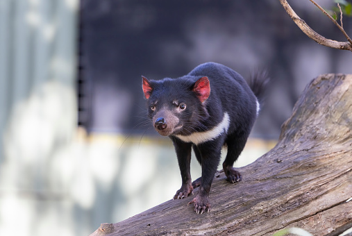 The Tasmanian devil is a carnivorous marsupial of the family Dasyuridae. Until recently, it was only found on the island state of Tasmania.