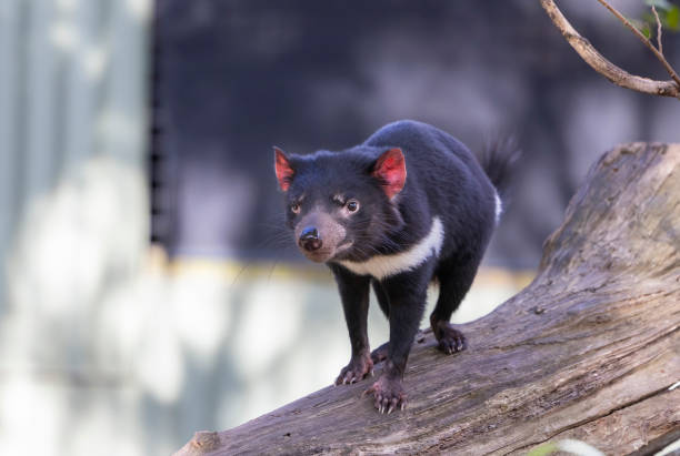 Close up view of Tasmania devil in it's native environment stock photo
