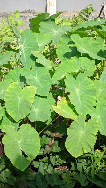 istock In a large garden there are many green taro trees 1551877217