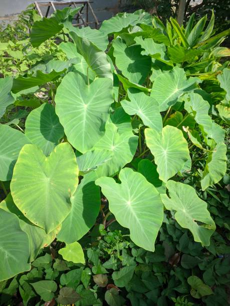 istock In a large garden there are many green taro trees 1551877735