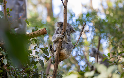 The koala is an arboreal herbivorous marsupial native to Australia. It is the only extant representative of the family Phascolarctidae and its closest living relatives are the wombats.