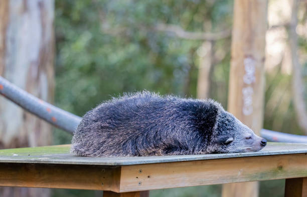 Close up view of a  Binturong held in captivity stock photo