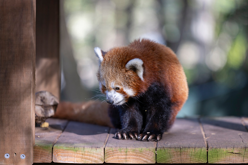 The red panda, also known as the lesser panda, is a small mammal native to the eastern Himalayas and southwestern China.