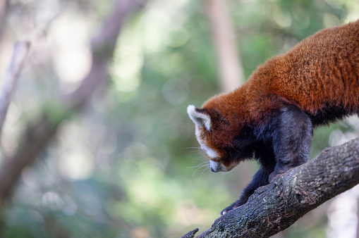 The red panda, also known as the lesser panda, is a small mammal native to the eastern Himalayas and southwestern China.